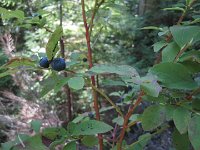 IMG 5795  Alaskan blueberry