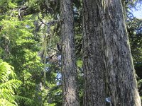 IMG 5804  Woodpacker in action